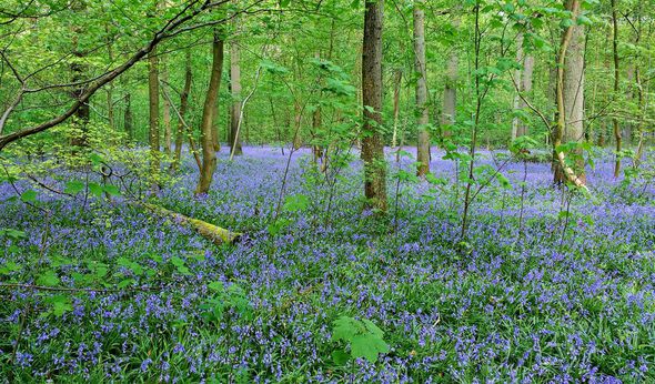 bluebells