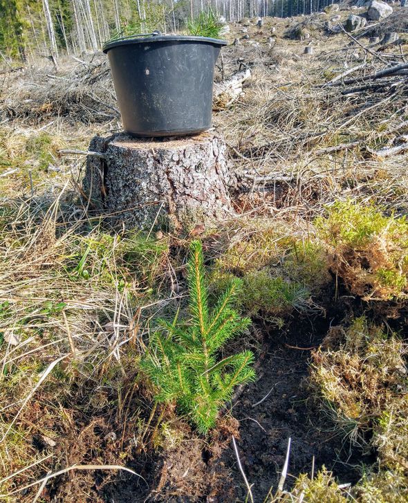 planting-trees