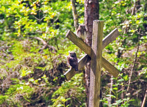 pygmy-owlets