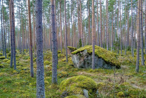 tallskog