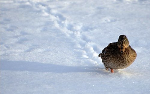 Ente im
Schnee