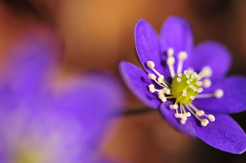 Leberblümchen