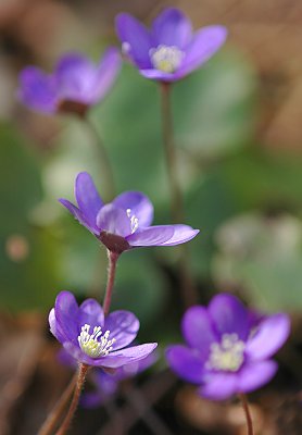 Leberblümchen