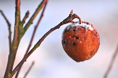 Frierender
Apfel