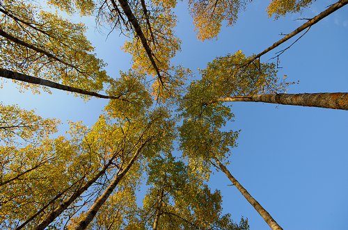 Herbst von
unten