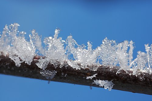 Zweig mit
Eiskristallen