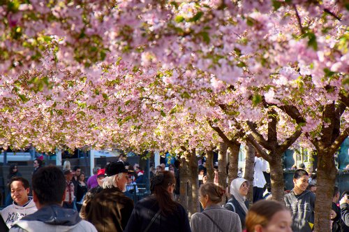 Der Königsgarten
blüht