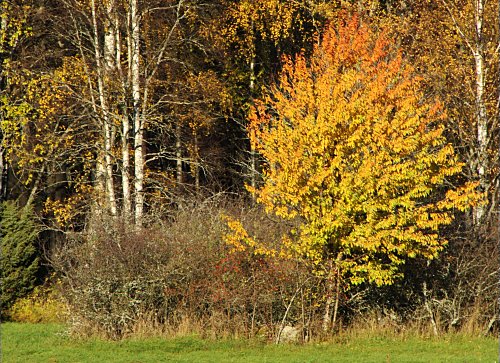 Regenbogenbaum