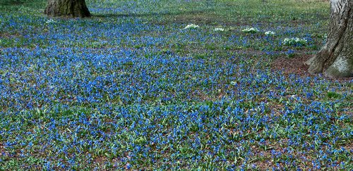 Blausterne und
Schneeglöckchen