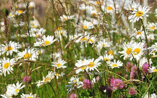 Sommerblumen