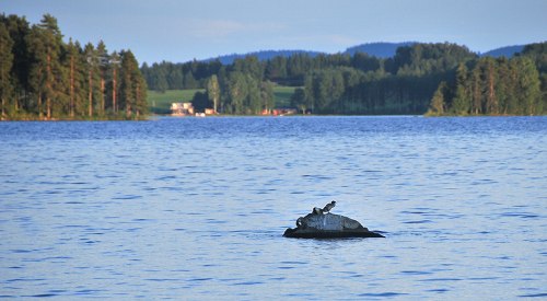 Gänsesäger